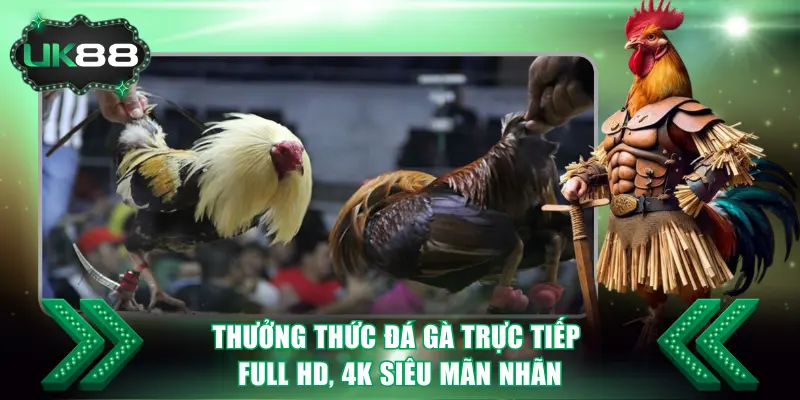 Thưởng Thức Đá Gà Trực Tiếp Full HD, 4K Siêu Mãn Nhãn 5 Đá Gà Trực Tiếp