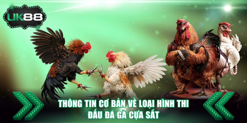 Đá Gà Cựa Sắt UK88 - Luật Chọi Kê Cụ Thể Và 3 Cửa Cược Hot 2 Thông tin cơ bản về loại hình thi đấu đá gà cựa sắt