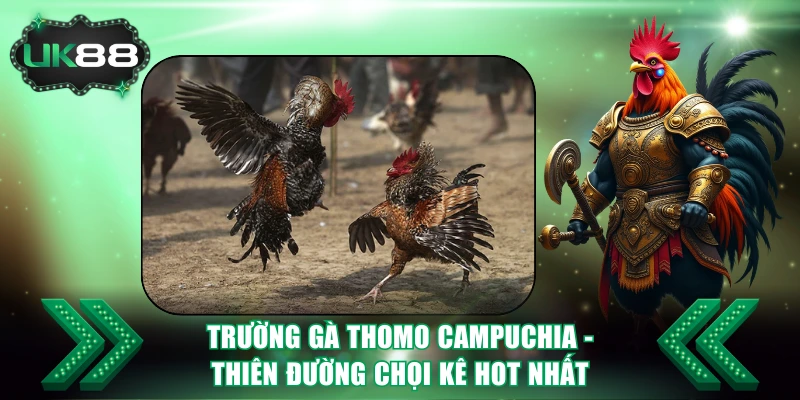Trường Gà Thomo Campuchia - Thiên Đường Chọi Kê Hot Nhất 2 v